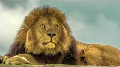 Quel animal est aussi surnomm&eacute; "lion des montagnes" ?