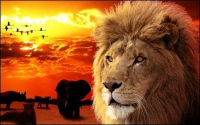 O&ugrave; le lion est-il mort ce soir ?