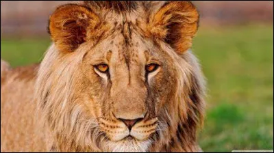 Quel lion retrouve-t-on dans la s&eacute;rie "Daktari" ?