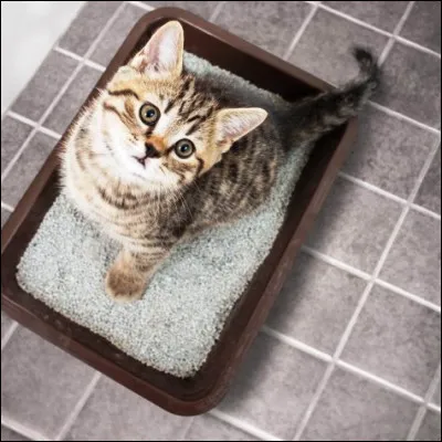 Dans quelle s&eacute;rie t&eacute;l&eacute;vis&eacute;e l�un des personnages chante-t-il le titre "Tu pues le chat" ?