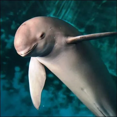 &Agrave; quel ensemble d�animaux appartient le marsouin ?