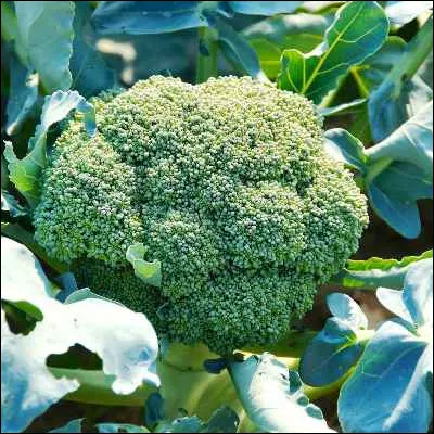 Quel l&eacute;gume est un chou originaire de Sicile ?