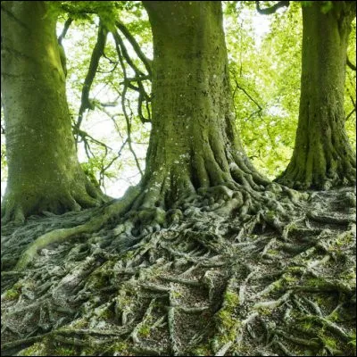 Quels arbres produisent des pives ?