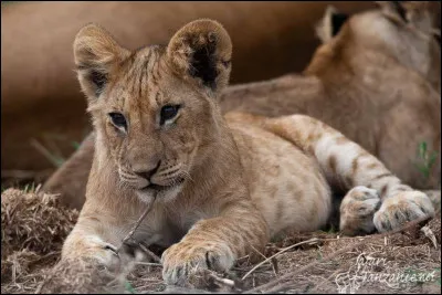 Comment appelle-t-on le petit du lion ?