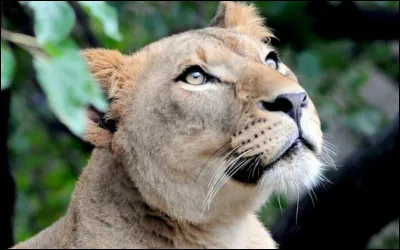 La lionne possède une crinière.