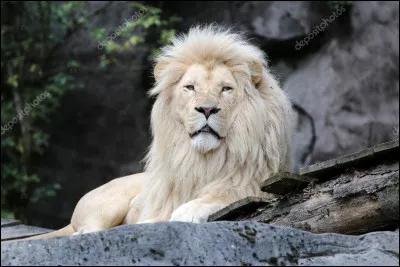 Le lion blanc est une espèce qui existe.