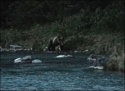 Quel est l'autre nom de l'ours brun américain ?