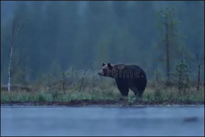 L'expression "ours mal léché" qualifie une personne...