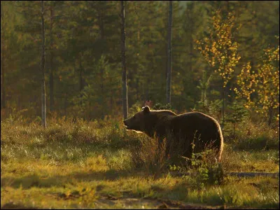 Au printemps 2006, dans quel massif montagneux des ours slovènes ont-ils été lâchés ?