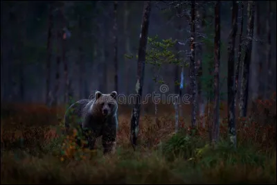 Quel est le prénom de l'ours obsédé sexuel qui accompagne Mark Wahlberg dans le film éponyme ?
