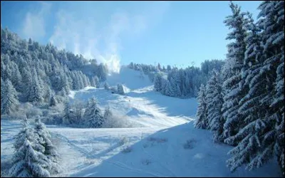 Quand les feuilles de la neige de juin sentent-elles mauvais ?