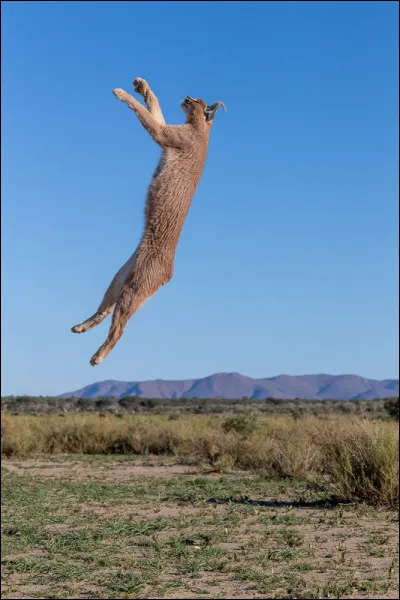 Prenez votre élan et trouvez le nom de ce sport !