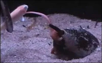 Restez calme et visez juste !