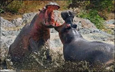 Poussez fort, si votre adversaire sort du cercle ou si vous le mettez à terre, vous avez gagné !