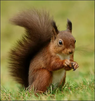 Ton animal a-t-il des poils ?