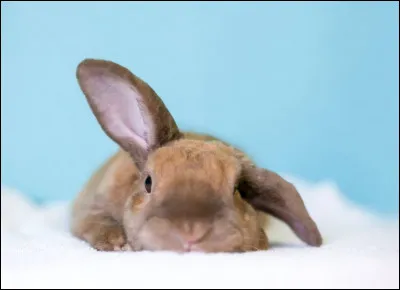 Est-il un animal domestique ?