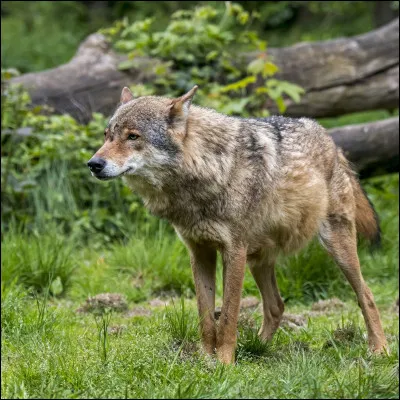 Aimez-vous vivre en hiérarchie ?