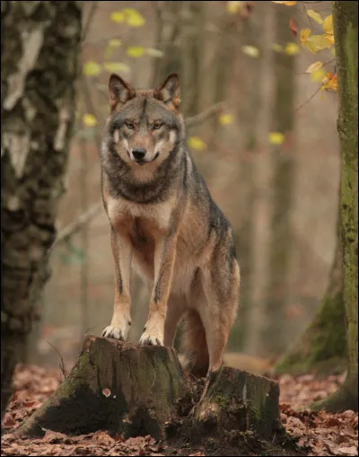 Quel animal préférez-vous ?