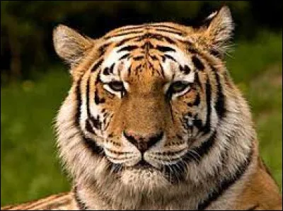 Comment dit-on "le tigre" ?