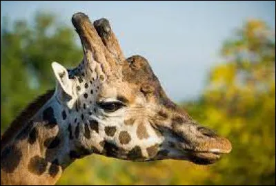 Comment dit-on "la girafe" ?
