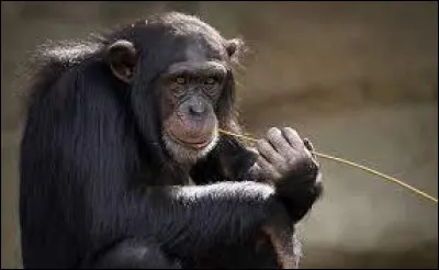 Comment dit-on "le singe" ?