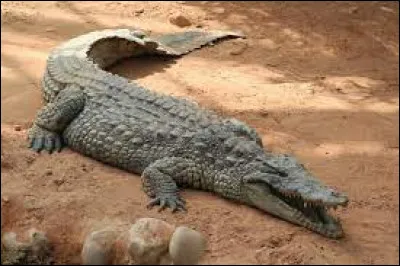 Comment dit-on " le crocodile" ?