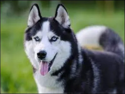 Comment dit-on "le chien" ?