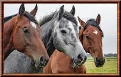 Comment dit-on "le cheval" ?