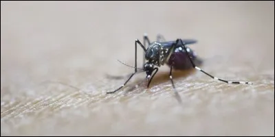 Le risque sanitaire est également présent. Quelle maladie représente cet insecte ?