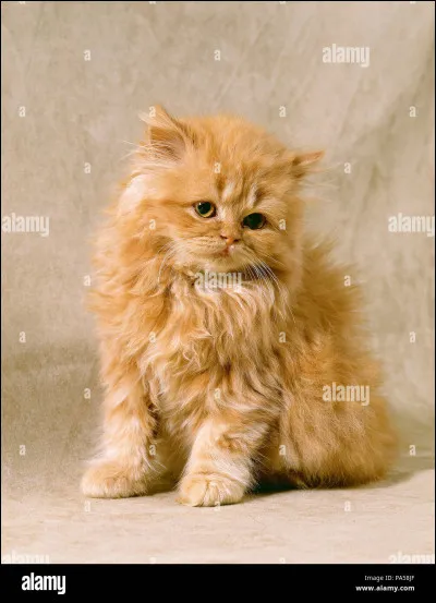 Le chef te nomme apprenti, tu deviens donc Nuage du Feu.
Quelle est ta réaction ?