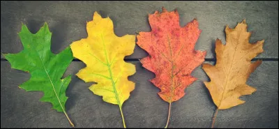 En quelle saison es-tu né ?