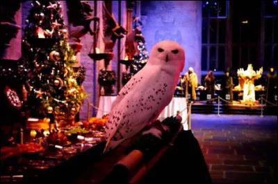 Avec qui Viktor Krum est-il allé au bal ?