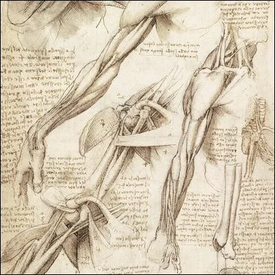 A qui doit-on les premiers croquis anatomiques pr&eacute;cis et d&eacute;taill&eacute;s du corps humain ?