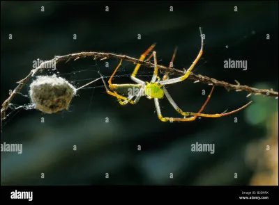 Quelle est ta phobie ?