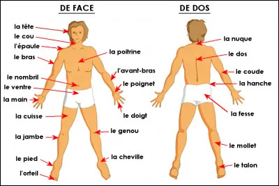 Dans quel partie du corps humain se trouve le métatarse ?