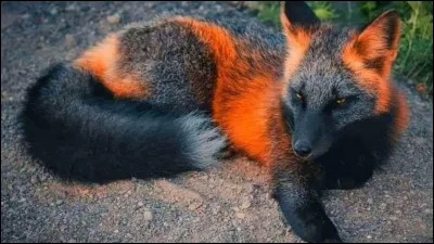 Quel est le surnom de cette race de renard ?