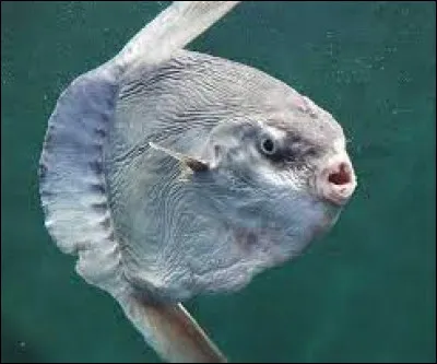 Comment dit-on "le poisson-lune" ?