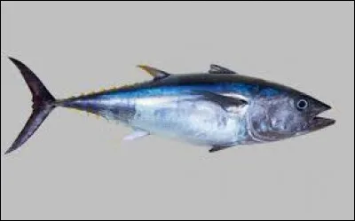 Comment dit-on "le thon" ?