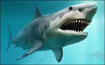 Comment dit-on "le requin" ?