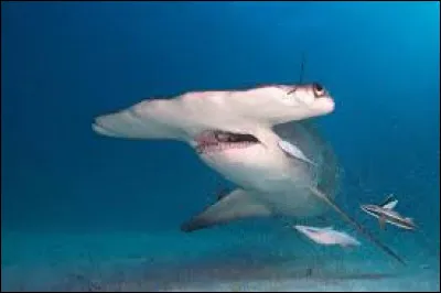 Comment dit-on "le requin-marteau" ?