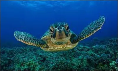 Comment dit-on "la tortue de mer" ?