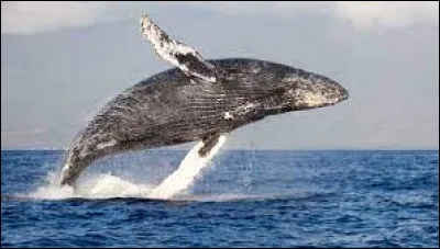 Comment dit-on "la baleine" ?