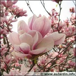 Quelle est cette fleur ?