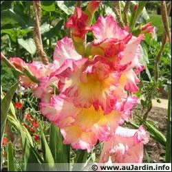 Quelle est cette fleur ?