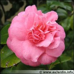 Quelle est cette fleur ?