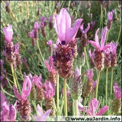 Quelle est cette fleur ?