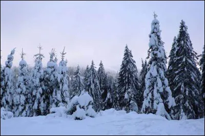 Lequel de ces termes signifie "sapin" ?