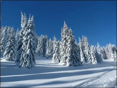 A quelle occasion décore-t-on un sapin ?