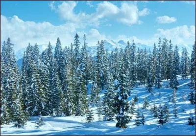 A la fin de quel siècle le style sapin s'est-il développé ?