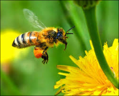 Comment dit-on "l'abeille" ?